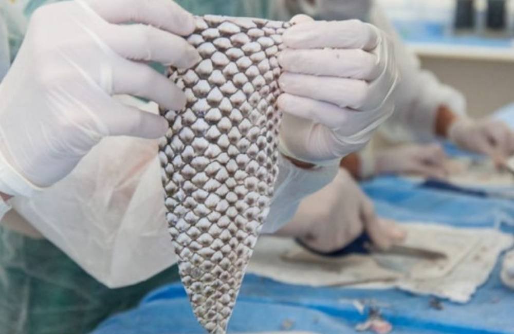 Pele de tilápia vira curativo e ganha fábrica pioneira no Ceará