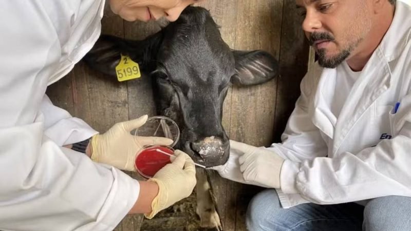 Pesquisa identifica nova bactéria ligada ao “mal do olho” em bovinos