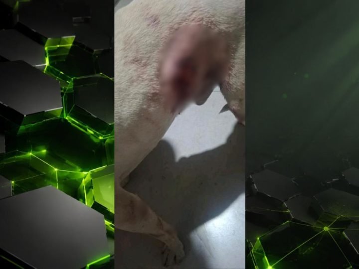 VÍDEO | Pitbull mata Shih-tzu após ataque no Jardim Jataí