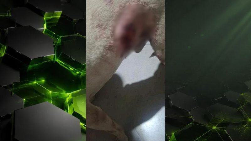 VÍDEO | Pitbull mata Shih-tzu após ataque no Jardim Jataí