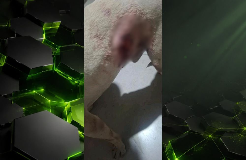 VÍDEO | Pitbull mata Shih-tzu após ataque no Jardim Jataí