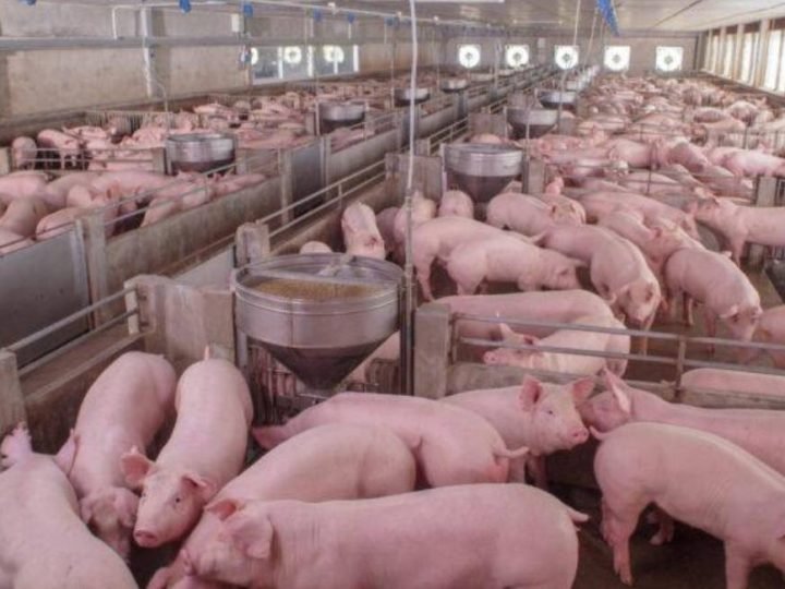 Preço do suíno despenca e ameaça permanência de produtores na atividade