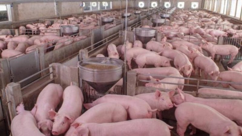 Preço do suíno despenca e ameaça permanência de produtores na atividade