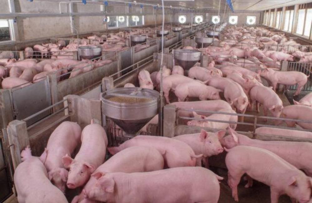 Preço do suíno despenca e ameaça permanência de produtores na atividade