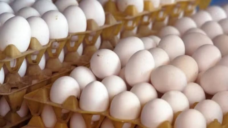 Preço dos ovos recua em agosto, mas média ainda supera julho
