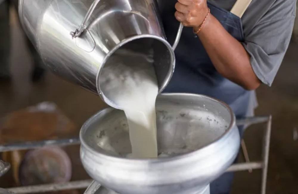 Programa da Embrapa transforma pequenas propriedades e aumenta a produção de leite no Brasil