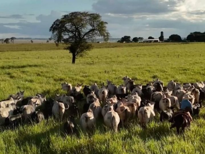 Qual é a melhor raça bovina para produzir carne no Brasil? Especialista explica o que realmente importa