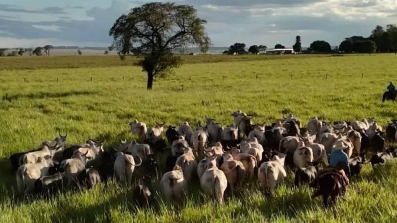 Qual é a melhor raça bovina para produzir carne no Brasil? Especialista explica o que realmente importa