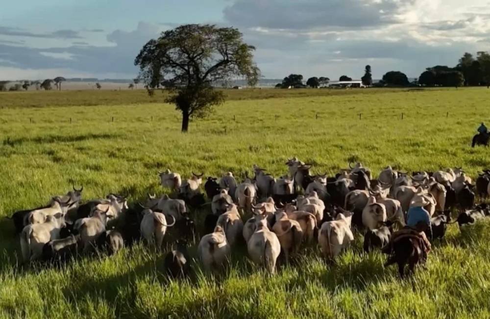 Qual é a melhor raça bovina para produzir carne no Brasil? Especialista explica o que realmente importa