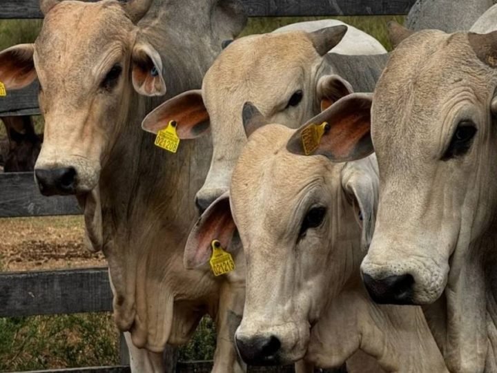 Rastreabilidade do gado: Pecuaristas terão de se adaptar a nova exigência