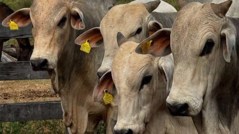 Rastreabilidade do gado: Pecuaristas terão de se adaptar a nova exigência