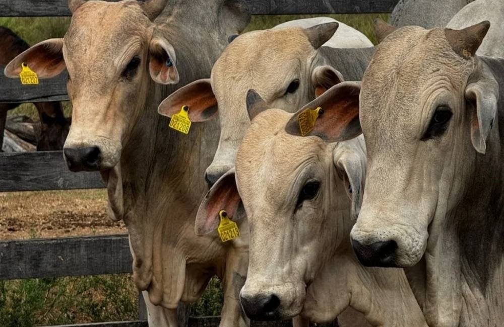 Rastreabilidade do gado: Pecuaristas terão de se adaptar a nova exigência
