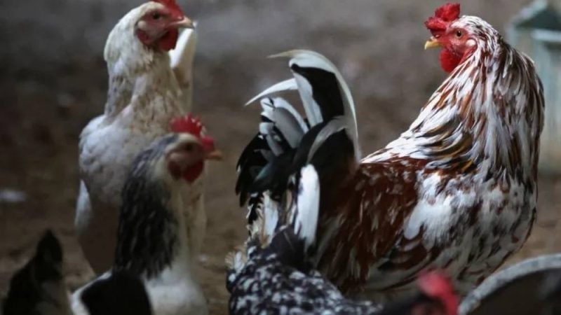 Tecnologia brasileira reduz custos e impulsiona eficiência na produção de aves e suínos