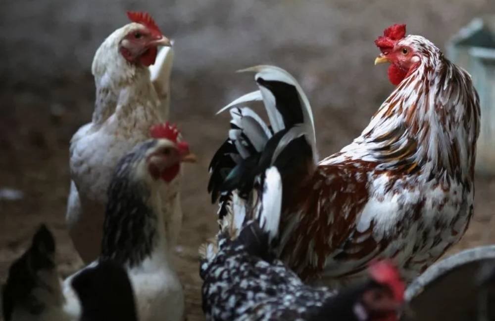 Tecnologia brasileira reduz custos e impulsiona eficiência na produção de aves e suínos