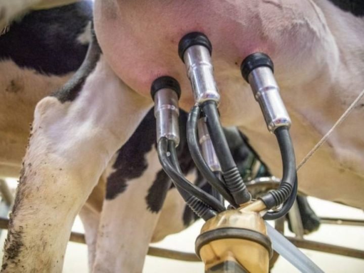 Tecnologia transforma fazendas de leite e muda rotina no campo