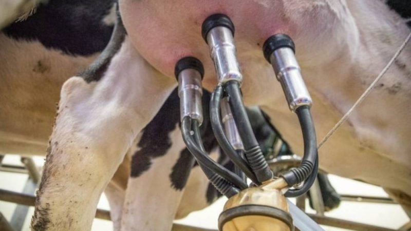 Tecnologia transforma fazendas de leite e muda rotina no campo
