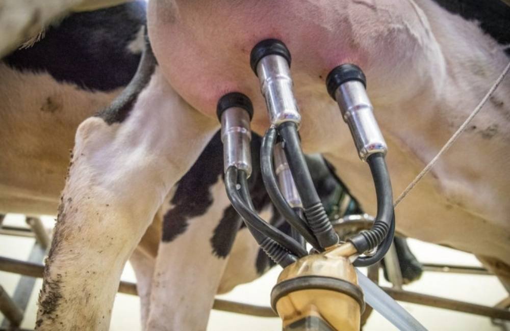 Tecnologia transforma fazendas de leite e muda rotina no campo