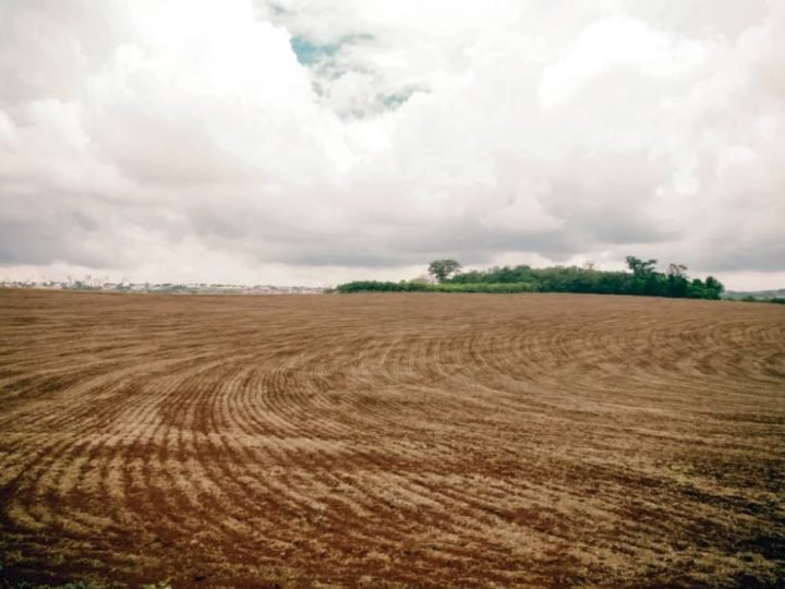 Vazio sanitário da soja exige atenção dos produtores em Goiás
