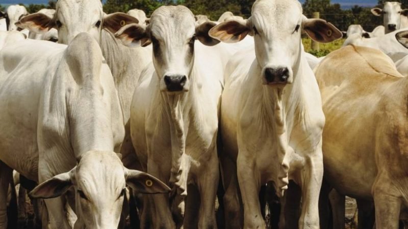 Veto Europeu à carne Brasileira gera alerta no agro