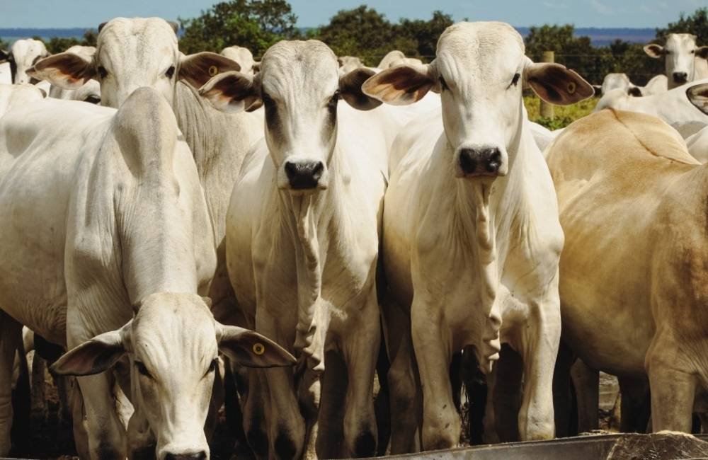 Veto Europeu à carne Brasileira gera alerta no agro 