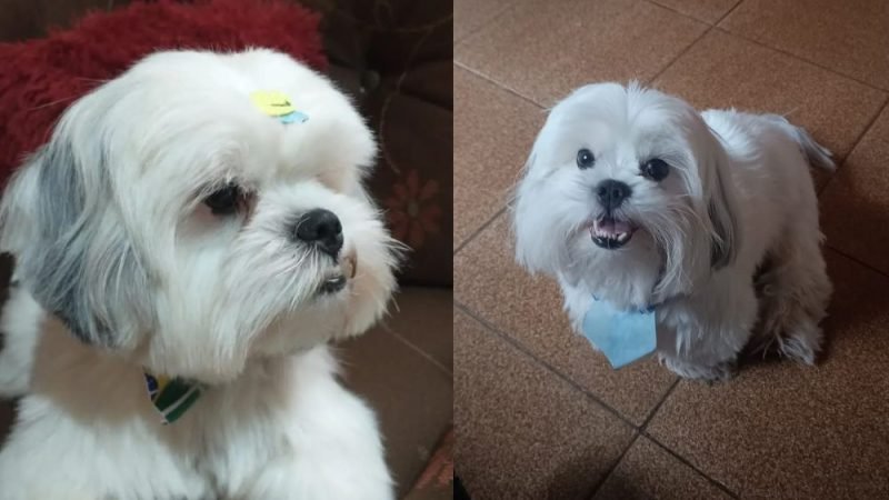 Cão desaparecido em Jataí precisa de tratamento; família procura por Chopper