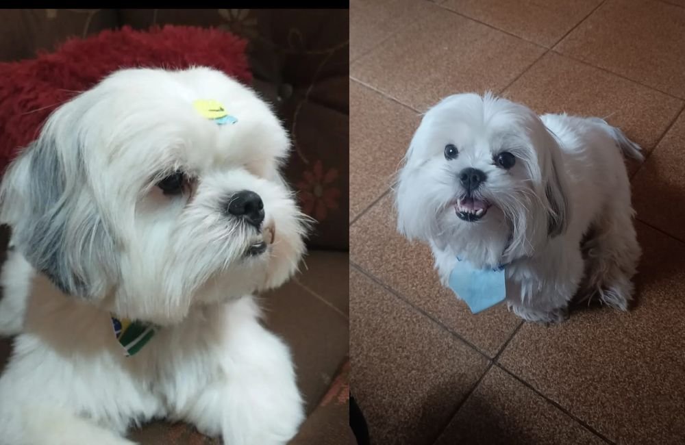 Cão desaparecido em Jataí precisa de tratamento; família procura por Chopper