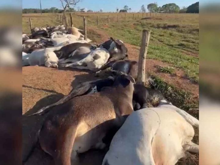 62 bois morrem eletrocutados e fazendeiro tem prejuízo de R$ 223 mil