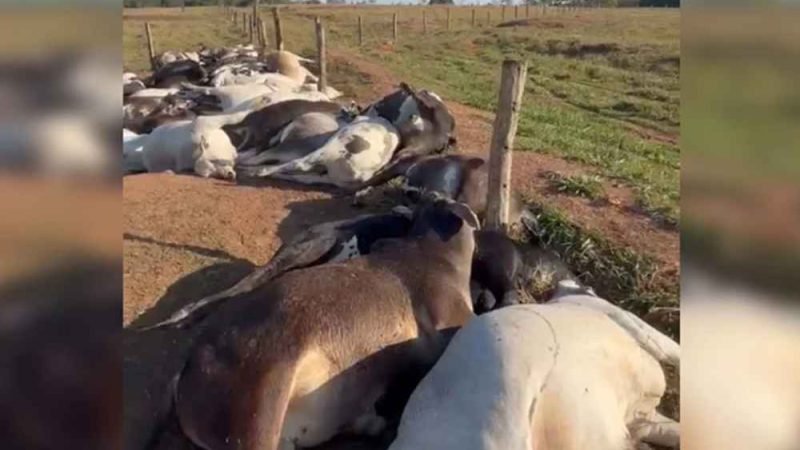 62 bois morrem eletrocutados e fazendeiro tem prejuízo de R$ 223 mil