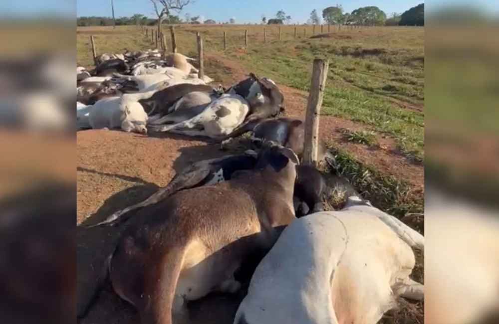 62 bois morrem eletrocutados e fazendeiro tem prejuízo de R$ 223 mil