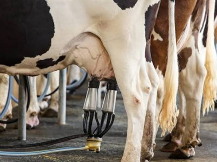 Cadeia do leite muda de foco e coloca qualidade no centro das negociações