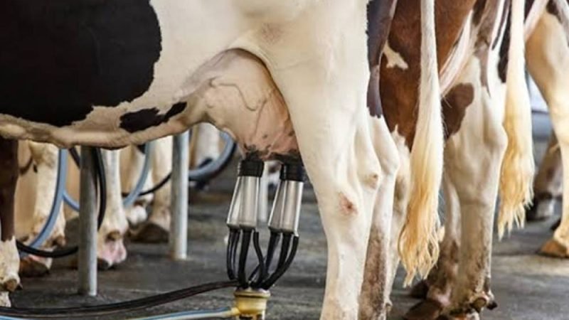 Cadeia do leite muda de foco e coloca qualidade no centro das negociações