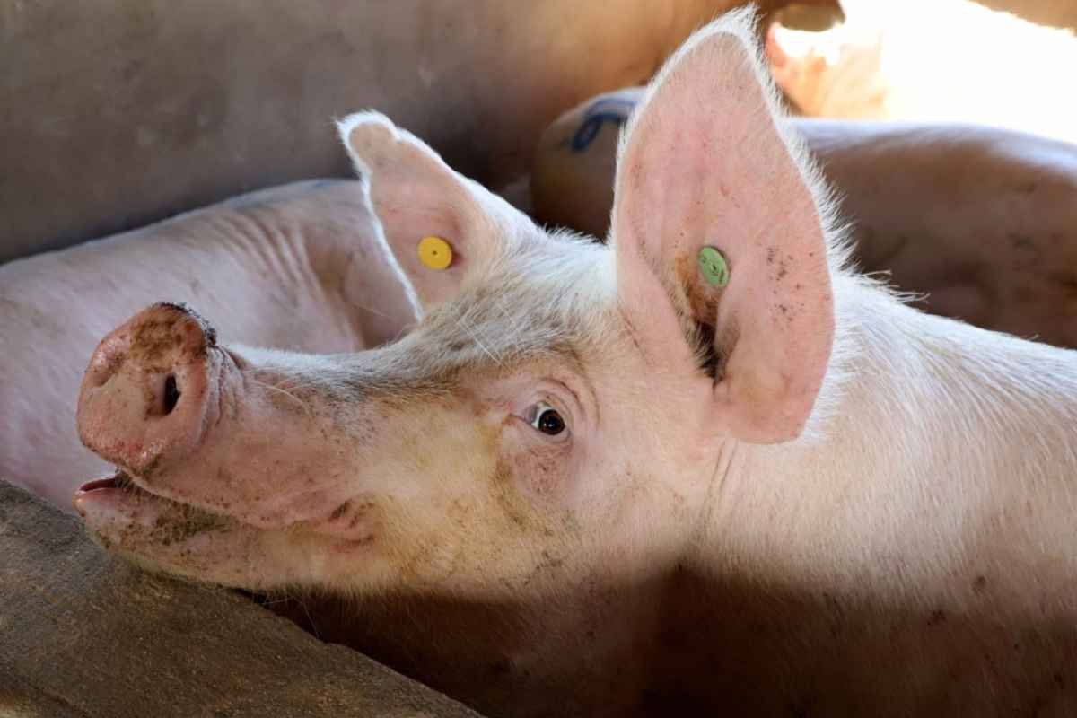 China confirma surto de febre aftosa em suínos e acende alerta sanitário no mercado de carnes