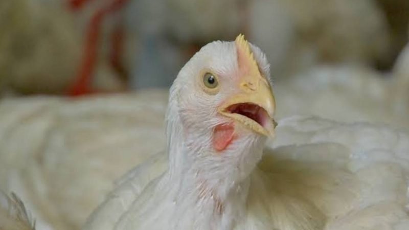China ganha força nas exportações de frango do Brasil