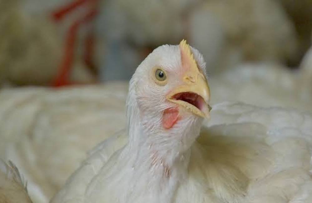 China ganha força nas exportações de frango do Brasil