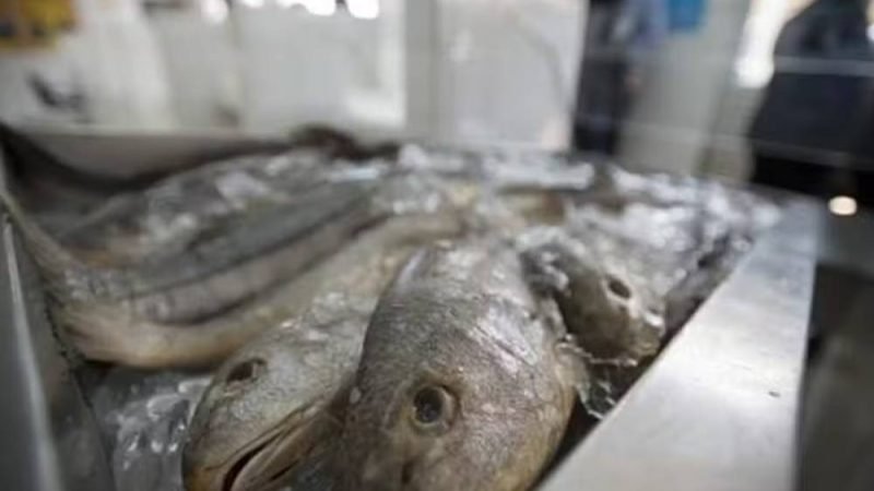 Conama atualiza regras para licenciamento da aquicultura no Brasil