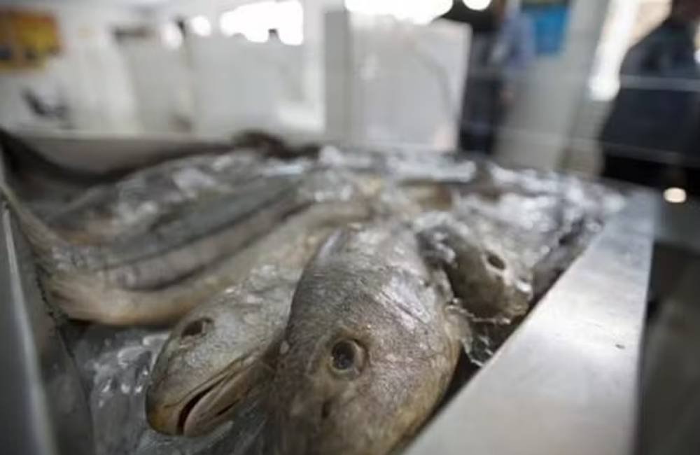 Conama atualiza regras para licenciamento da aquicultura no Brasil