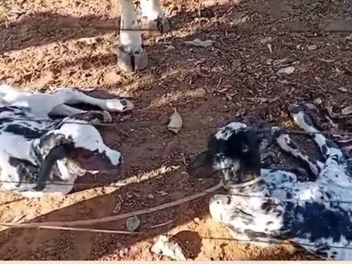 VÍDEO | Nascimento de bezerras gêmeas surpreende produtores em fazenda no norte de Goiás