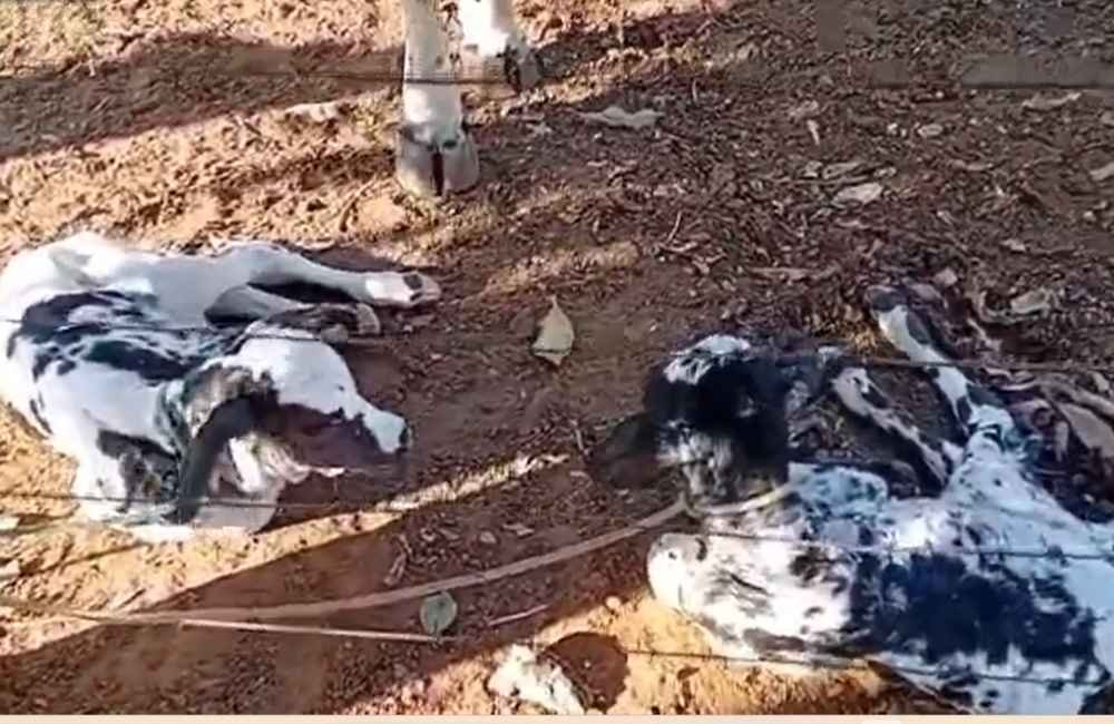 VÍDEO | Nascimento de bezerras gêmeas surpreende produtores em fazenda no norte de Goiás