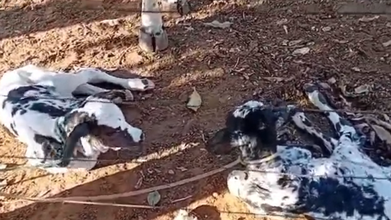 VÍDEO | Nascimento de bezerras gêmeas surpreende produtores em fazenda no norte de Goiás