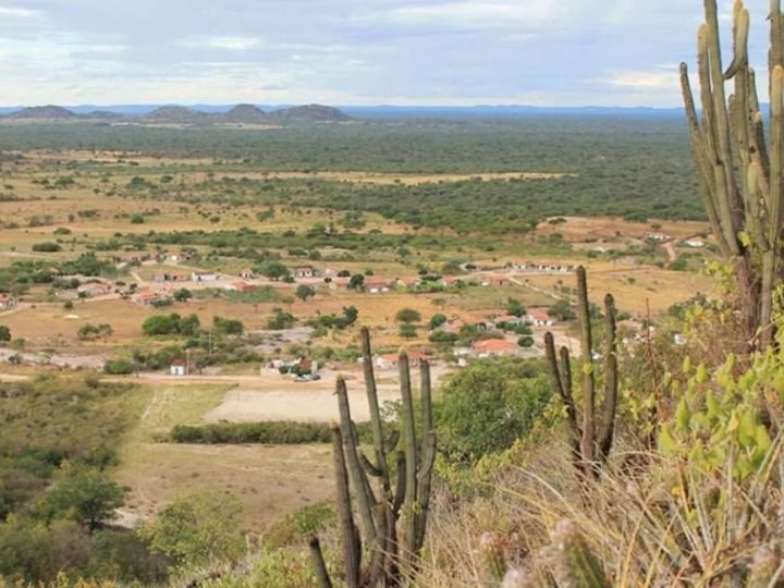 Fungos da Caatinga podem virar aliados contra doenças nas lavouras