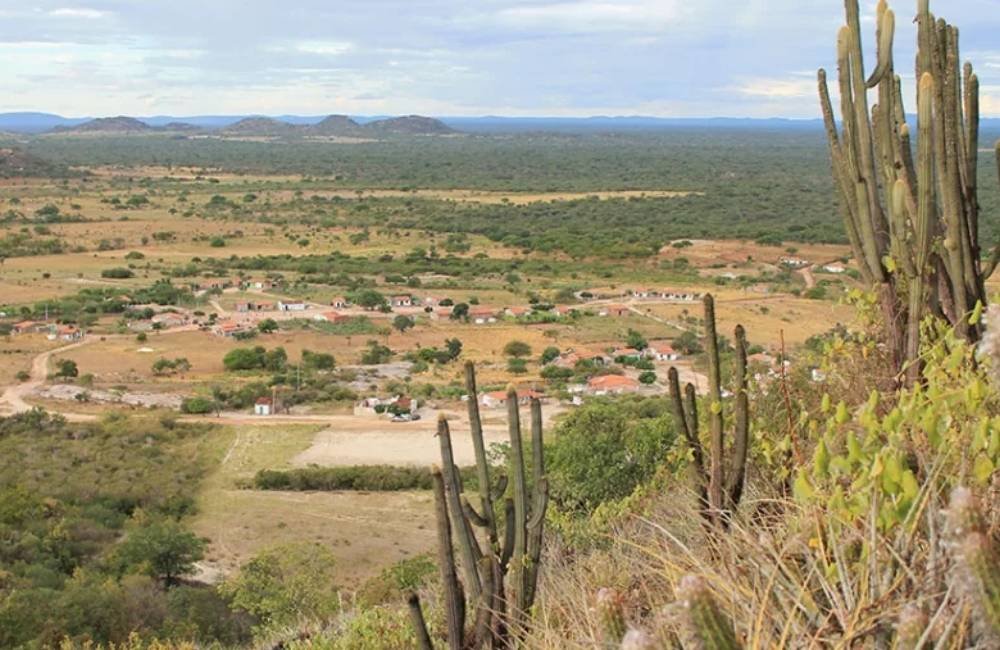 Fungos da Caatinga podem virar aliados contra doenças nas lavouras