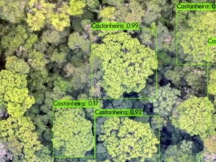 IA mapeia castanheiras e vira guia para extrativistas na floresta