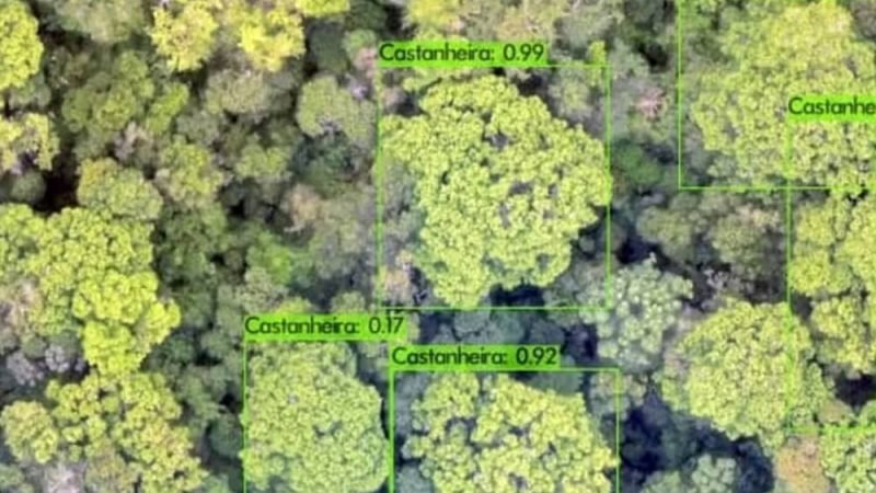 IA mapeia castanheiras e vira guia para extrativistas na floresta
