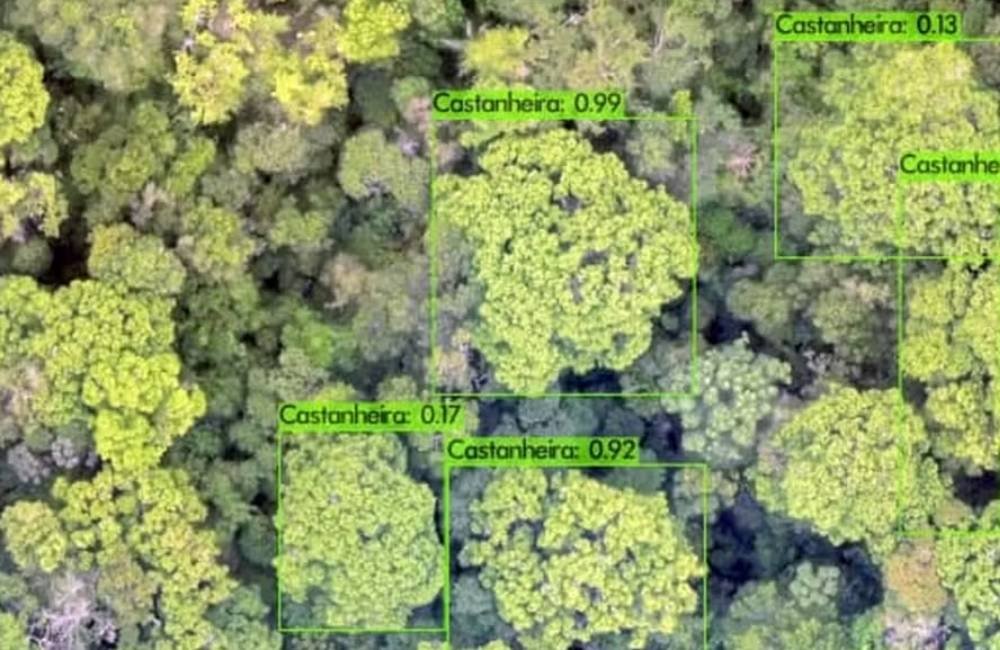 IA mapeia castanheiras e vira guia para extrativistas na floresta