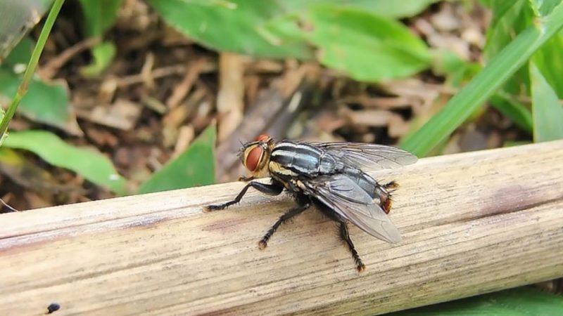 Jataí recebe encontro técnico sobre controle da mosca-dos-estábulos
