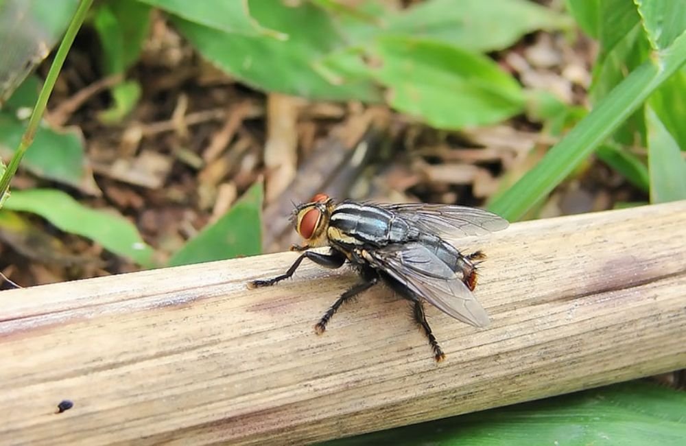 Jataí recebe encontro técnico sobre controle da mosca-dos-estábulos