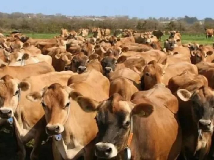 Jersey com Guzerá ou Gir: qual cruzamento pode render mais no campo?