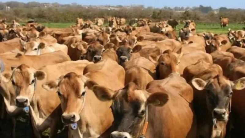 Jersey com Guzerá ou Gir: qual cruzamento pode render mais no campo?