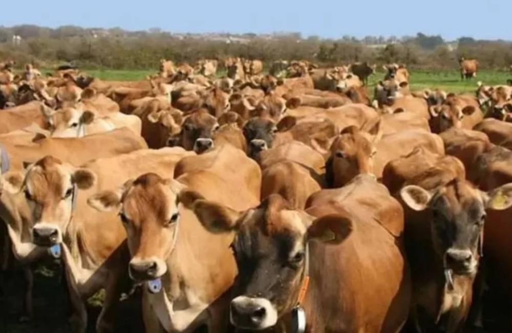 Jersey com Guzerá ou Gir: qual cruzamento pode render mais no campo?