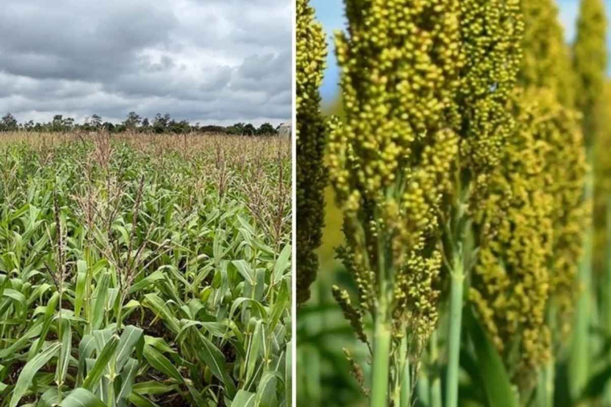 Milho e sorgo utilizados na alimentação de bovinos em confinamento